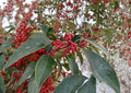 Kurogane Holly Seeds – Evergreen Ilex rotunda with Glossy Round Leaves & Red Berries, Ornamental Garden Tree