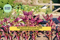 Red Garnet Amaranth Seeds – Ornamental Foliage Plant, Amaranthus tricolor, 100 Seeds for Vibrant Garden Borders