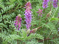15 Twogroove Milkvetch Seeds Native Wildflower Prairie Garden