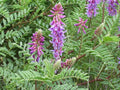 Twogroove Milkvetch Seeds – Heirloom Non-GMO Native Wildflower for Prairie Gardens – Astragalus bisulcatus, Purple to Pink Blooms
