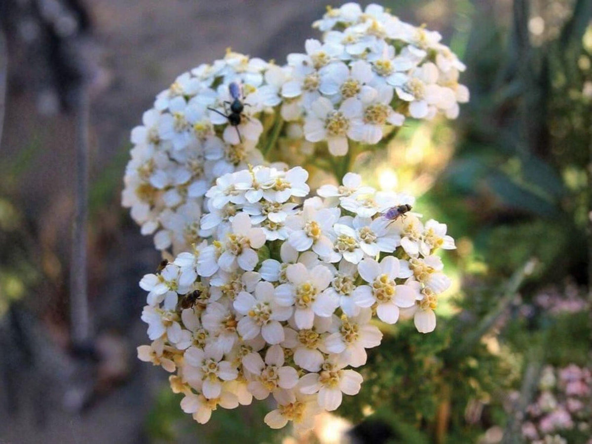 500 Western Yarrow Seeds Achillea millefolium Wildflower Perennial