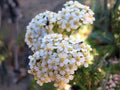 Western Yarrow Seeds – Heirloom Non-GMO Achillea millefolium occidentalis Wildflower Pollinator Garden