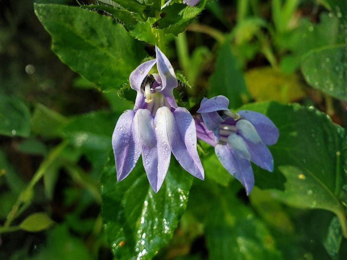 500 Lobelia inflata Indian Tobacco Seeds – Heirloom Native Wildflower Garden Planting
