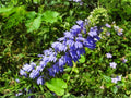 Blue Lobelia Seeds – Heirloom Native Wildflower for Pollinator Gardens – Lobelia siphilitica, Vibrant Blue Blooms, Non-GMO, Open-Pollinated