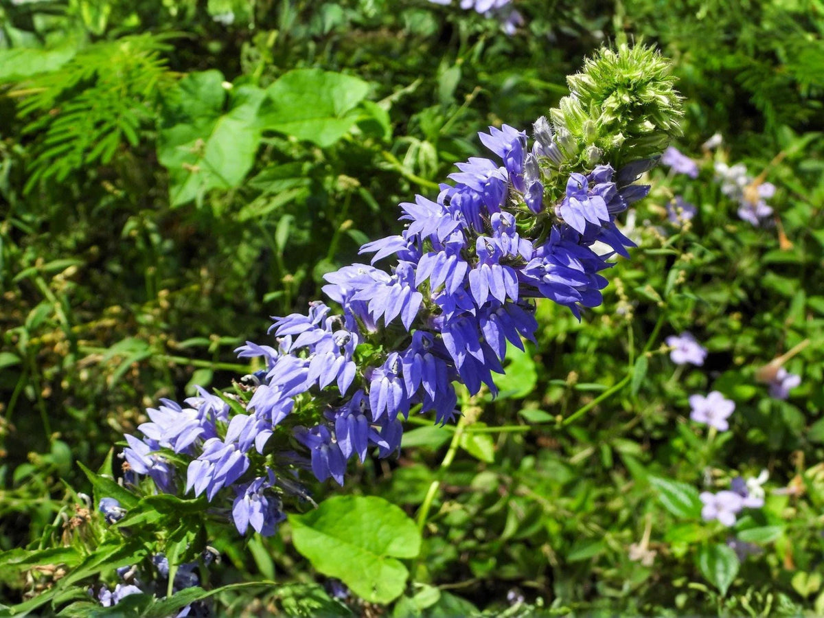 Blue Lobelia Seeds – Heirloom Native Wildflower for Pollinator Gardens – Lobelia siphilitica, Vibrant Blue Blooms, Non-GMO, Open-Pollinated