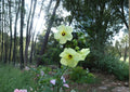 Hardy Yellow Rose of Sharon Seeds – Hibiscus hamabo Rare Tropical Ornamental Shrub for Coastal Gardens