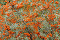 Sea Buckthorn Seeds – Edible Berry Shrub for Gardens & Wildlife, Hippophae rhamnoides, Cold Tolerant, Salt & Wind Resistant