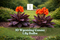 Wyoming Canna Lily Bulbs – Deep Red Tropical Blooms – Canna indica – Garden, Border, Container Planting