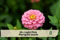 Light Pink Marigold Seeds, Tagetes spp., Annual Flower for Garden Beds & Containers, Easy to Grow