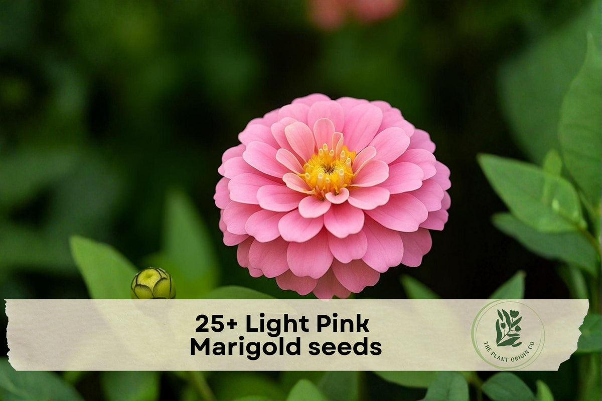 Light Pink Marigold Seeds, Tagetes spp., Annual Flower for Garden Beds & Containers, Easy to Grow