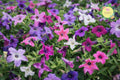 Lavender Ellegance Petunia Seeds – Perennial Flower for Borders, Containers, Attracts Pollinators, 1000+ Seeds