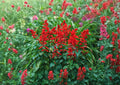 Scarlet Sage Seeds, Salvia coccinea, Pollinator-Friendly, Medicinal & Culinary Herb, Vibrant Red Flowers, Hummingbird & Butterfly Attractant