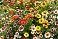 Painted Daisy Mix Seeds – 100+ Bright, Large-Flowering Heirloom Non-GMO Pollinator Garden Plants