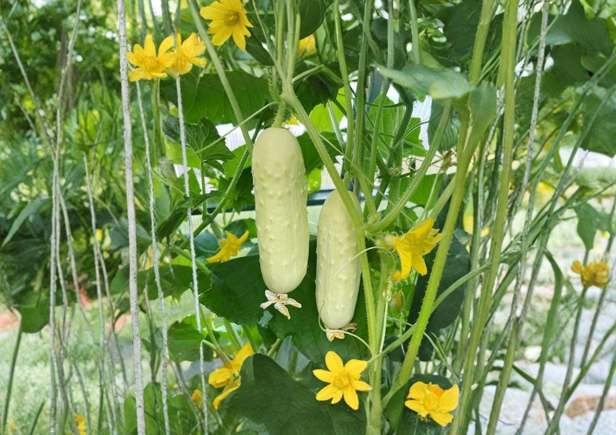 White Wonder Cucumber Seeds, Heirloom Non-GMO, Creamy White Slicing Cucumbers, Vegetable Garden Planting, 50+ Seeds