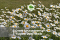 Oxeye Daisy Seeds – 200+ White Wildflower Perennial – Leucanthemum vulgare for Meadows, Borders & Pollinator Gardens