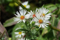 Heath Aster Seeds 100 Pack Native Wildflower Pollinator Garden Symphyotrichum pilosum