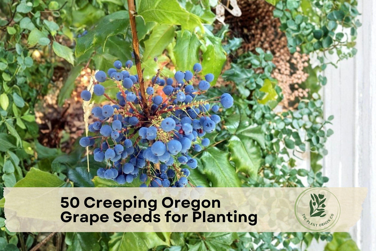 Creeping Oregon Grape Seeds, Mahonia repens, Native Ground Cover, Evergreen Shrub, Yellow Flowers, Blue Berries, Native Plant Seeds