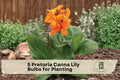 Pretoria Canna Lily Bulbs – Orange Flowers, Striped Foliage, Tropical Garden, Canna × generalis ‘Pretoria’ (5 Pack)