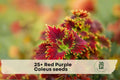 Red Purple Coleus Seeds – Ornamental Foliage Plant for Shade Gardens, Containers, and Borders – Coleus scutellarioides