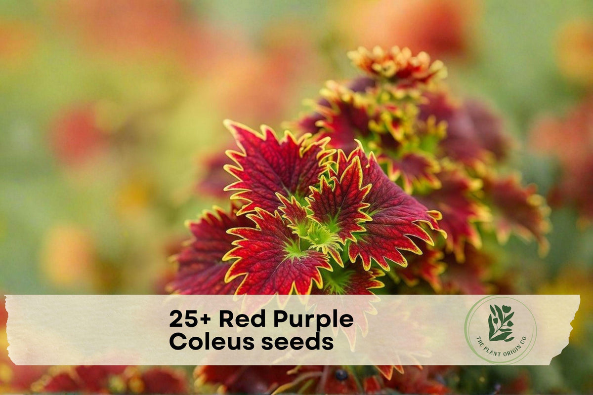 Red Purple Coleus Seeds – Ornamental Foliage Plant for Shade Gardens, Containers, and Borders – Coleus scutellarioides