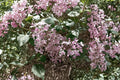 Syringa Oblata Seeds – Fragrant Purple Early Spring Blooming Shrubs, 25 Seeds for Hedges and Borders