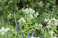 Hairy Mountain Mint Seeds – Native Perennial Herb, 100 Seeds, Aromatic, Pollinator Magnet, Pycnanthemum pilosum, Full Sun, Drought Tolerant