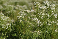 Mountain Mint Seeds – 100 Native Perennial Herb for Pollinator Gardens – Pycnanthemum virginianum