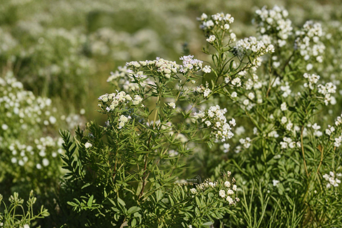Mountain Mint Seeds – 100 Native Perennial Herb for Pollinator Gardens – Pycnanthemum virginianum