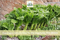 500 Asparagus Lettuce New Yu Mai Seeds, Stem Lettuce, Celtuce, Chinese Lettuce, Cool Season Vegetable, Garden Seeds