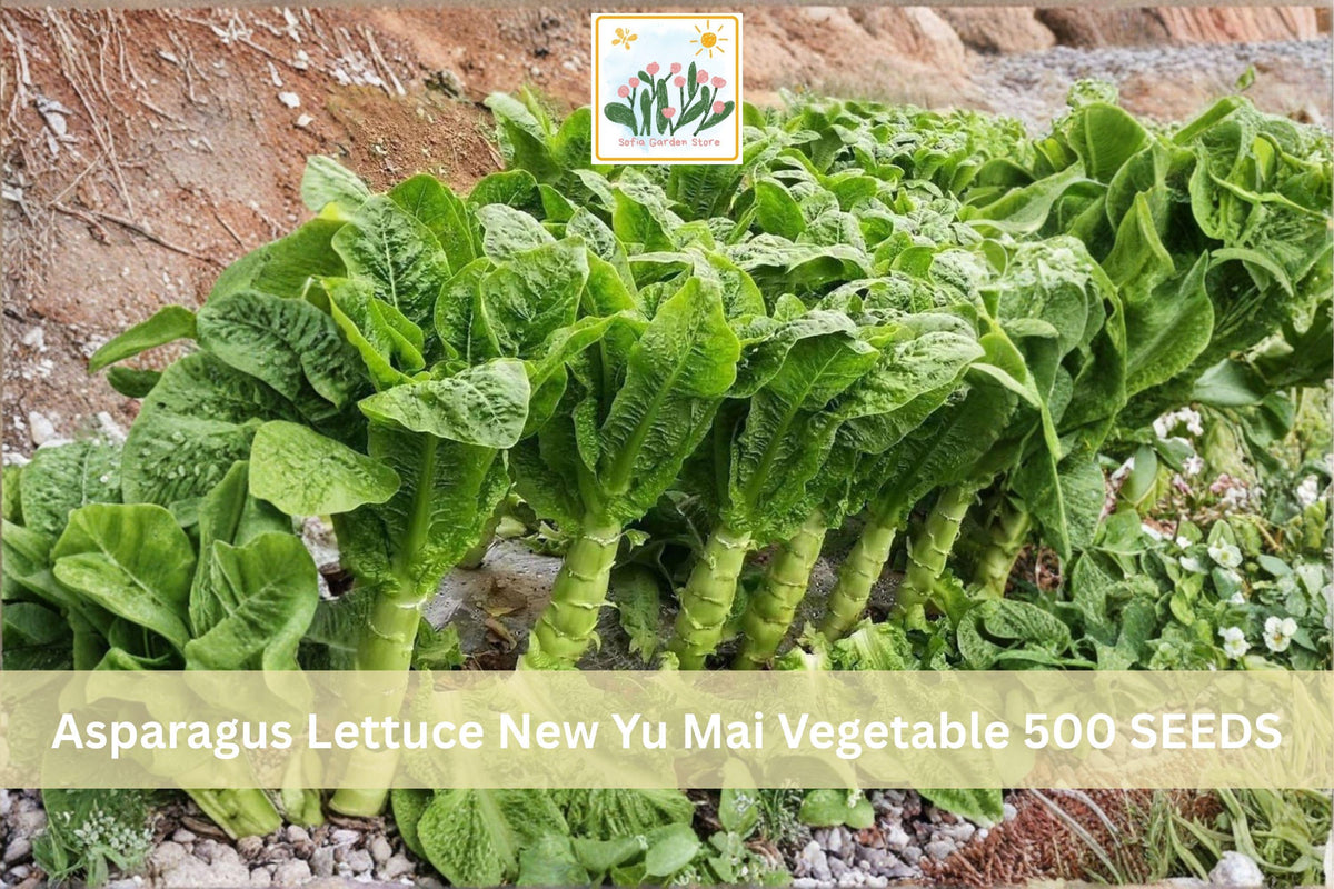 500 Asparagus Lettuce New Yu Mai Seeds, Stem Lettuce, Celtuce, Chinese Lettuce, Cool Season Vegetable, Garden Seeds