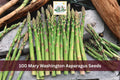 100 Mary Washington Asparagus Seeds Heirloom Perennial Vegetable
