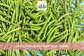 25 Provider Green Bush Bean Seeds Heirloom Open Pollinated Early Producer