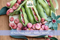 10 Fava Bean Seeds Garden Variety Heirloom Cool Season Legume