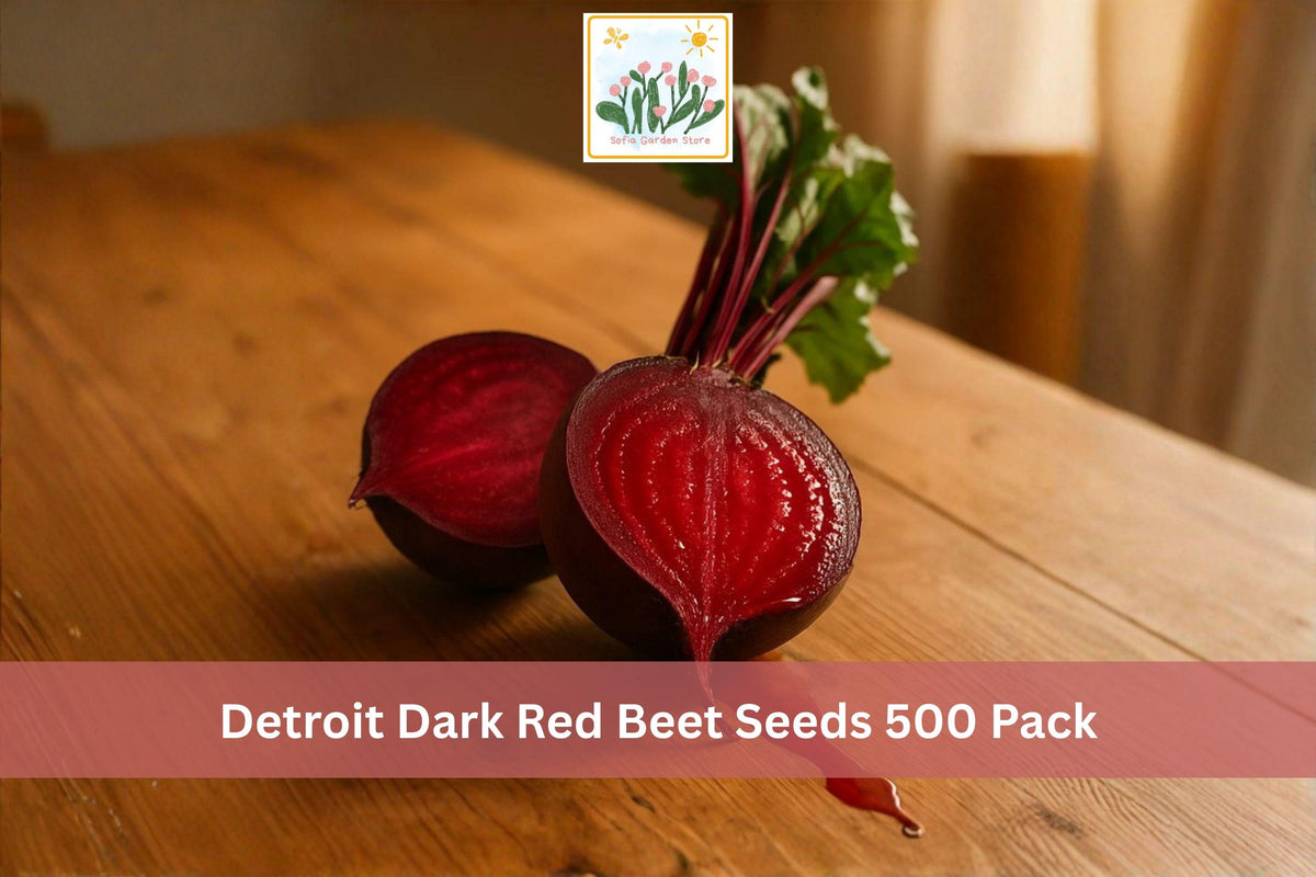 500 Seeds Detroit Dark Red Beet Beta vulgaris Vegetable Seeds