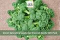 Green Sprouting Calabrese Broccoli Seeds 500 Pack – Brassica oleracea var. italica Vegetable Seeds for Garden, Raised Beds