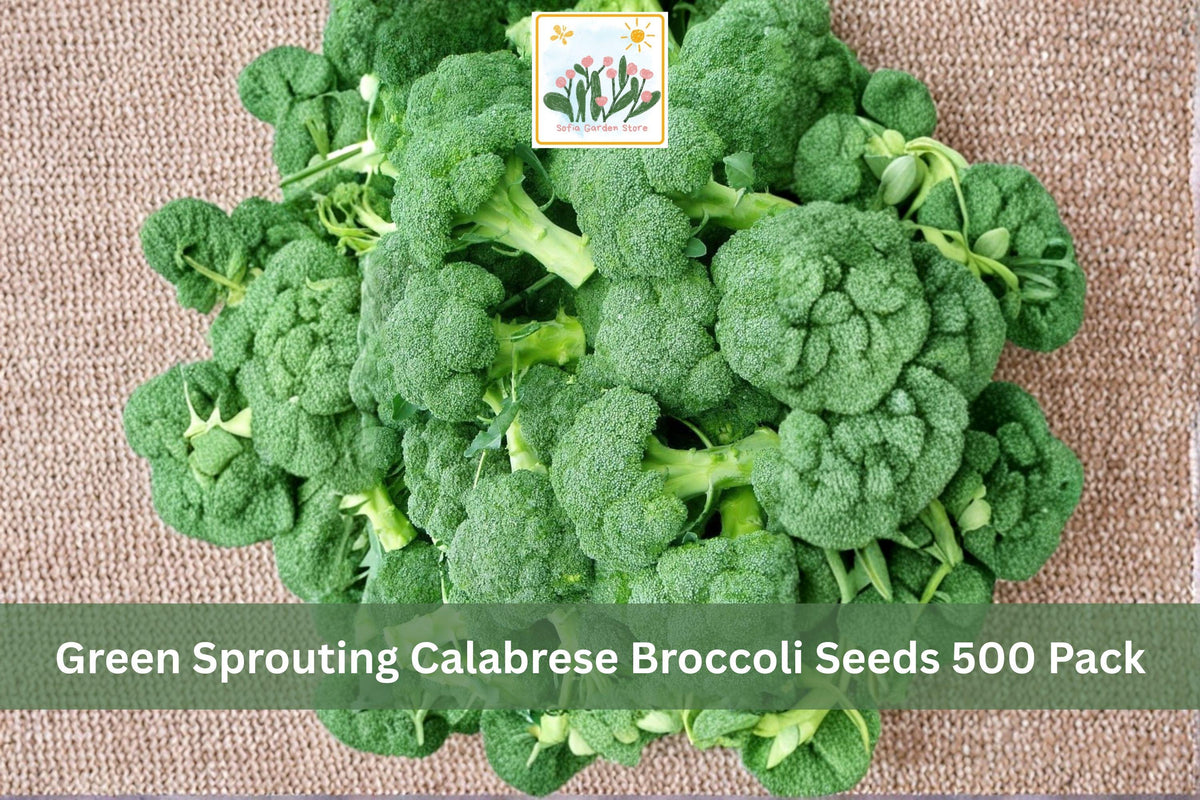 Green Sprouting Calabrese Broccoli Seeds 500 Pack – Brassica oleracea var. italica Vegetable Seeds for Garden, Raised Beds