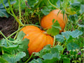Small Sugar Pumpkin Seeds – 10 Count, Pie Baking Variety, Cucurbita pepo, Perfect for Pies, Baking & Cooking