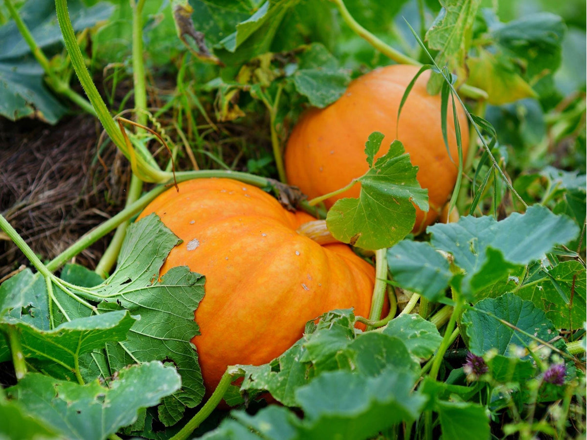 Small Sugar Pumpkin Seeds – 10 Count, Pie Baking Variety, Cucurbita pepo, Perfect for Pies, Baking & Cooking