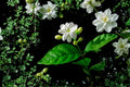 Night Blooming Jasmine Cuttings - Fragrant Flower Shrub, Cestrum nocturnum, White Tubular Blooms, Perennial, Garden & Container Plant