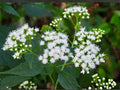 Ageratina altissima White Snakeroot Seeds – Heirloom Non-GMO Native Wildflower Seeds for Garden, Wildflower & Native Plant Gardens