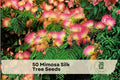 50 Mimosa Silk Tree Seeds - Albizia julibrissin Ornamental Flowering Tree with Pink Powder-Puff Blooms