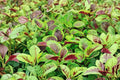 Red Striped Leaf Amaranth Seeds – Ornamental Foliage & Edible Greens, Fast-Growing Annual, 1000+ Seeds, Amaranthus