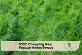 1000 Creeping Red Fescue Grass Seeds | Cool-Season Ground Cover | Festuca rubra for Lawns & Landscaping