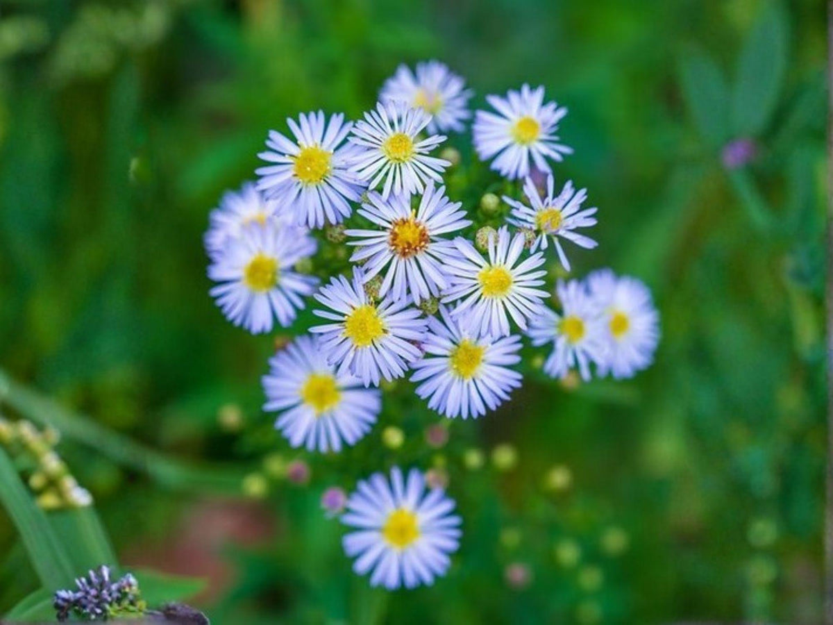 350 Swamp Aster Seeds Heirloom Wildflower Perennial Native Garden Planting