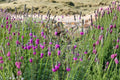 Purple Prairie Clover Seeds - 1000+ Non-GMO Wildflower Seeds for Pollinator Gardens, Native Prairie, Dalea purpurea