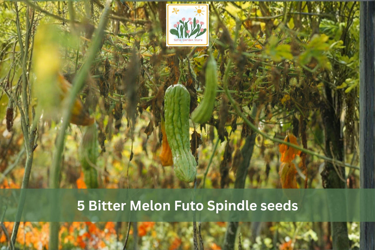 5 Seeds Bitter Melon Futo Spindle Asian Gourd Vegetable Garden