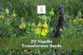 Nigella Transformer Seeds – Blue Annual Flower for Gardens, Borders & Arrangements – Nigella damascena