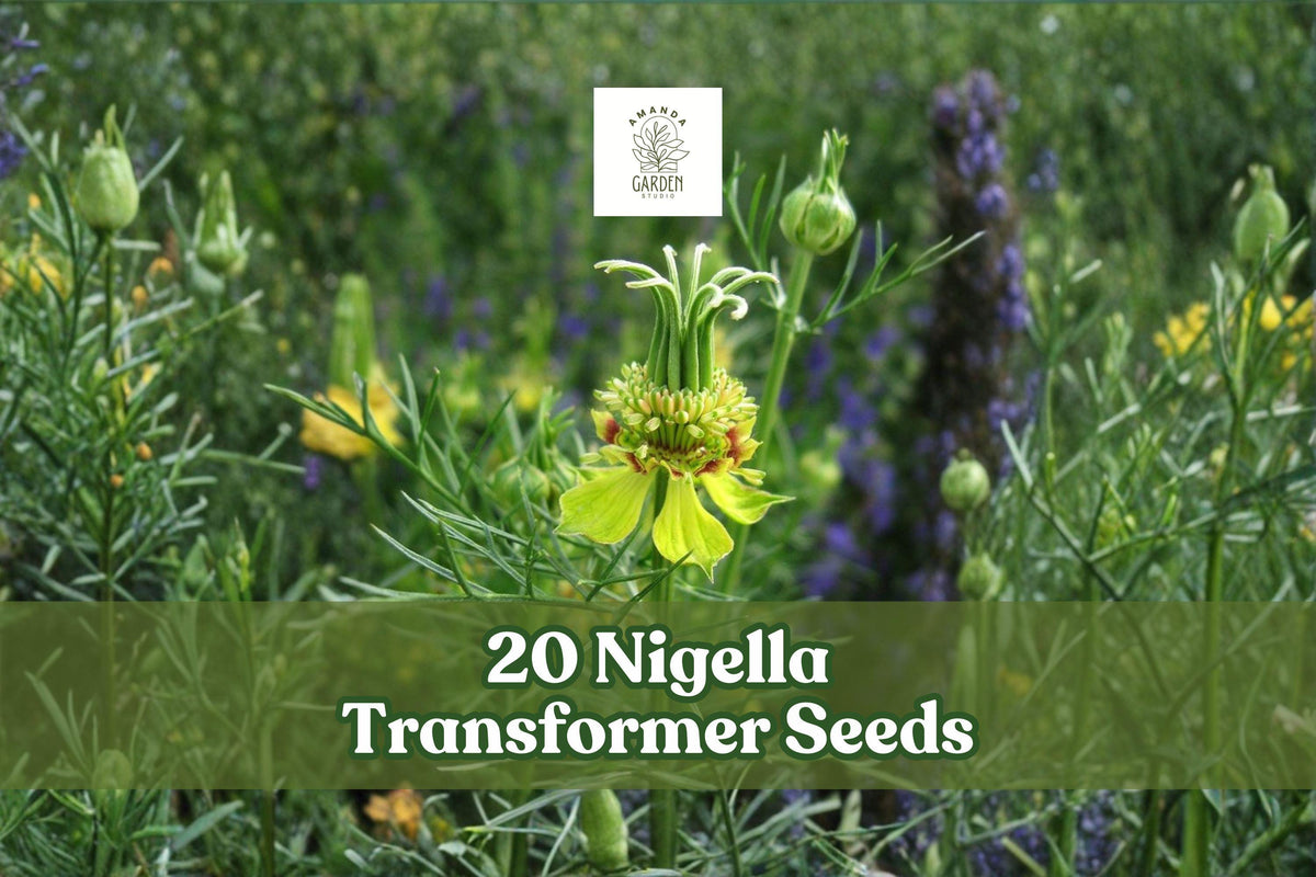 Nigella Transformer Seeds – Blue Annual Flower for Gardens, Borders & Arrangements – Nigella damascena