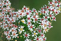 Calico Aster Seeds 100 Pack Native Perennial Symphyotrichum lateriflorum for Fall Pollinator Gardens