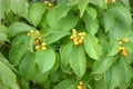 American Bittersweet Seeds, Native Climbing Vine with Bright Orange Berries, Celastrus scandens, Wildlife Garden Plant